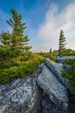 Kayalar ve çam ağaçları ayı kayalar korumak, Dolly Sods vahşi, Monongahela Ulusal Ormanı, West Virginia.