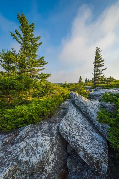 巨石和松树在熊岩石保存 在多莉草皮荒野 蒙农加希拉国家森林 西弗吉尼亚州 — 图库照片