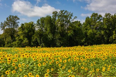 Jarrettsville, Maryland ayçiçeği alan