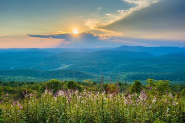 Ladin düğmesi, Monongahela Ulusal Ormanı, Batı Virginia'daki günbatımı