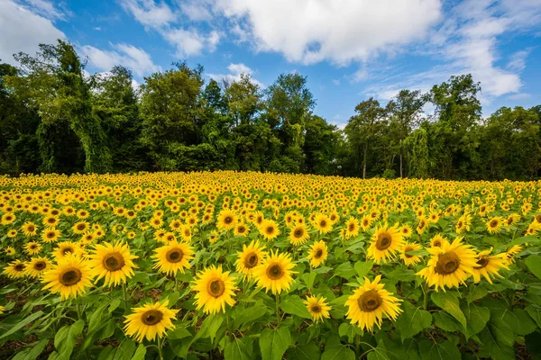 Zonnebloem Veld Jarrettsville Maryland — Stockfoto