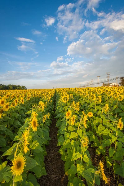 Zonnebloem Veld Jarrettsville Maryland — Stockfoto