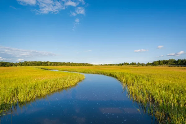 Zones Humides Dans Canton Egg Harbor New Jersey — Photo