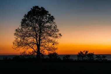 Gün batımında, ağaca Elk boyun State Park, Maryland