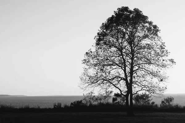 Arbre Coucher Soleil Elk Neck State Park Maryland — Photo