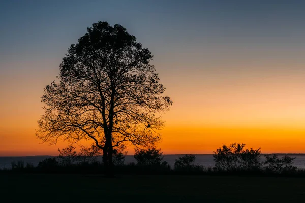 Een Boom Bij Zonsondergang Bij Elk Nek State Park Maryland — Stockfoto