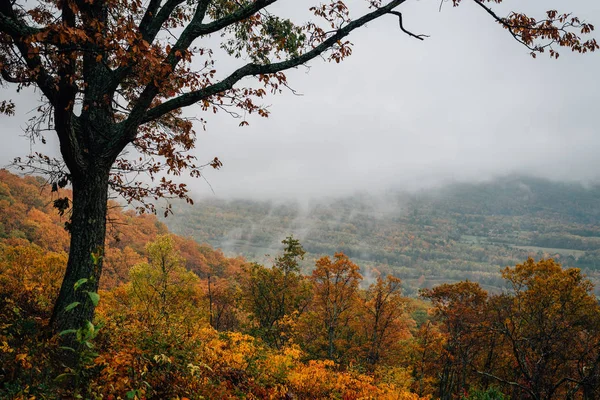 Vista Nublada Del Otoño Desde Blue Ridge Parkway Virginia — Foto de Stock