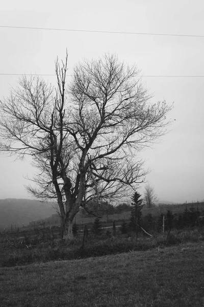 Tree Fog Blue Ridge Parkway Appalachian Mountains Virginia — Stock Photo, Image