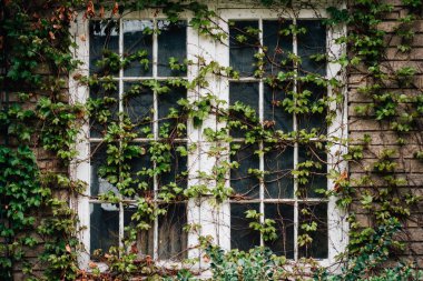 Cleveland, Ohio'da terk edilmiş bir binada üzerinde pencere sarmaşık kaplı