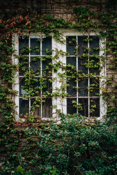 Fenêtre Couverte Lierre Sur Bâtiment Abandonné Cleveland Ohio — Photo