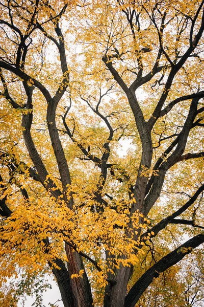 Autumn color at Prospect Park, in Brooklyn, New York City