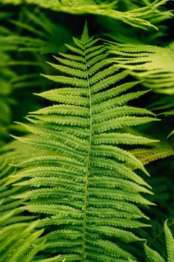 Ferns 9 sokak topluluk Bahçe park, East Village, Manhattan, New York City