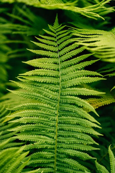 Helechos 9Th Street Community Garden Park East Village Manhattan Nueva —  Fotos de Stock