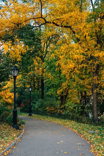 Manhattan, New York City'deki Central Park'ta bir geçit boyunca sonbahar renk