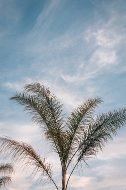 Palmiye ağaçlarında La Barceloneta Barcelona, İspanya