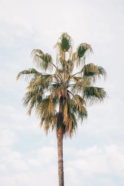 Пальмове Дерево Бароні — стокове фото