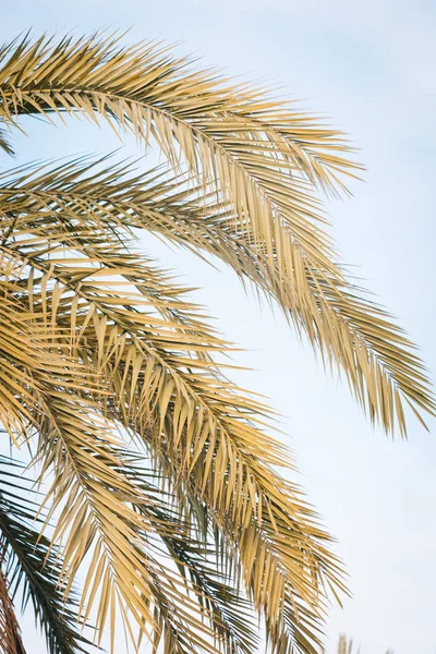 Palmen Der Barceloneta Barcelona Spanien — Stockfoto