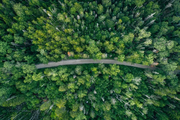 Una Strada Sterrata Una Lussureggiante Foresta Verde — Foto Stock