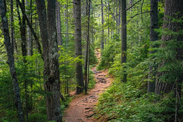 Sentier Dans Une Forêt Luxuriante Long Kancamagus Highway Dans Forêt — Photo