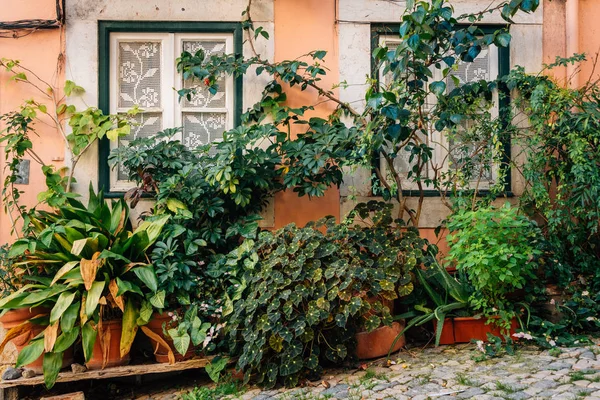 Plantas Fora Uma Casa Alfama Lisboa Portugal — Fotografia de Stock