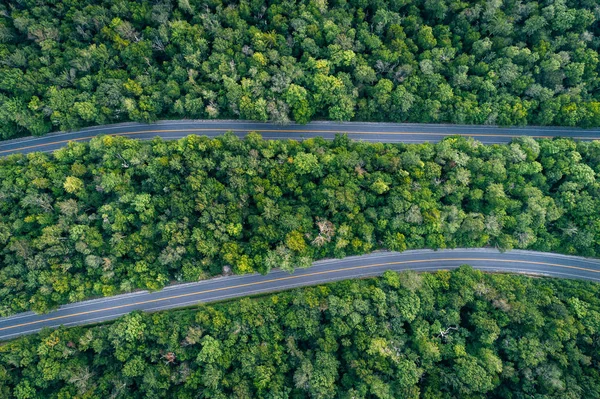 Twee Wegen Een Weelderig Groen Bos — Stockfoto