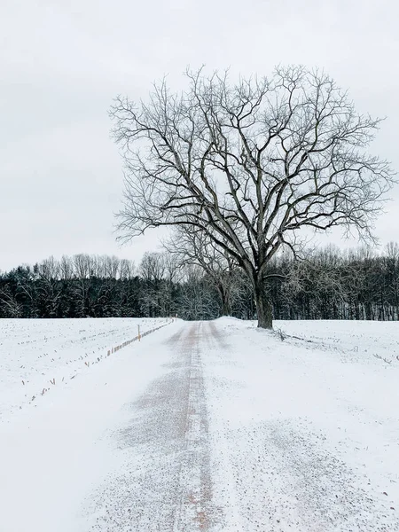 Boom Sneeuw Overdekte Landweg Winter York County Pennsylvania — Stockfoto