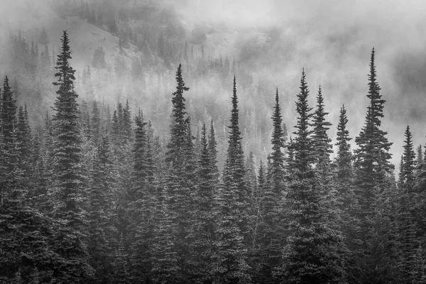 Pins Dans Brouillard Hurricane Ridge Dans Parc National Olympique Washington — Photo