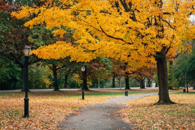 Prospect Park, Brooklyn, New York City'deki bir geçit boyunca sonbahar renk