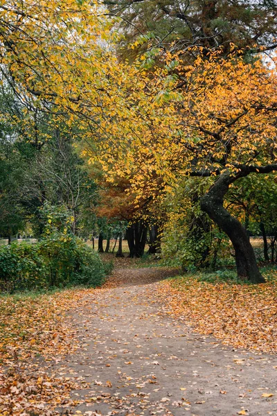 Осенний Цвет Вдоль Дорожки Проспект Парке Бруклин Нью Йорк — стоковое фото