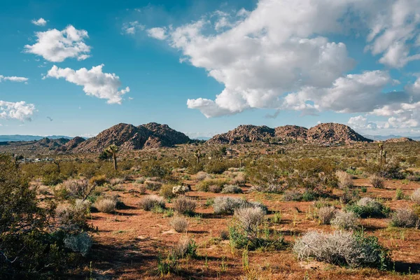 Пустельний ландшафт Джошуа дерева Національний парк, Каліфорнія — стокове фото