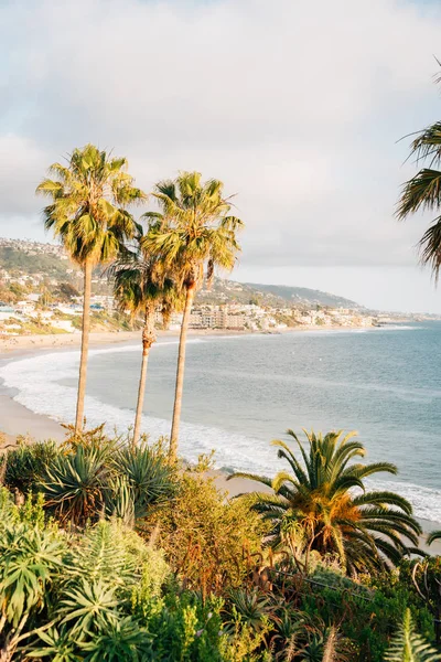 Palmetrær og Stillehavet ved Heisler Park, i Laguna Beac – stockfoto