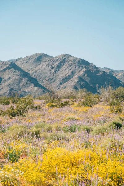 Fiori di campo e montagne nel deserto di Joshua Tree National — Foto Stock