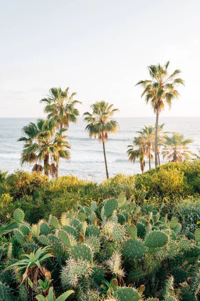 Cactus y palmeras en Heisler Park, en Laguna Beach, Orange C —  Fotos de Stock