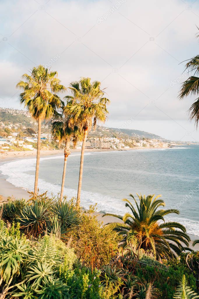 Palm trees and the Pacific Ocean at Heisler Park, in Laguna Beac