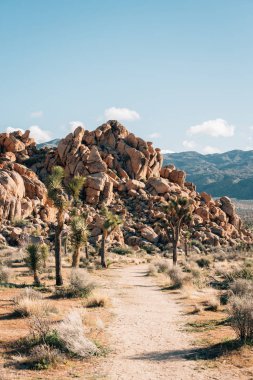 Joshua Tree National Park, Californi kazık iz ve büyük kaya