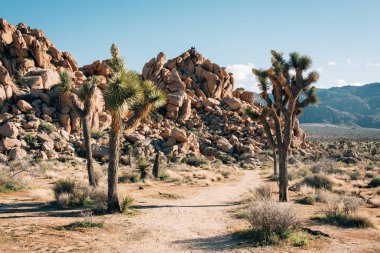 Joshua Tree National Park, Californi kazık iz ve büyük kaya