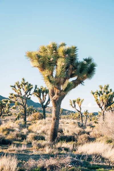 Joshua arbres dans le désert, dans le parc national Joshua Tree, Califo — Photo