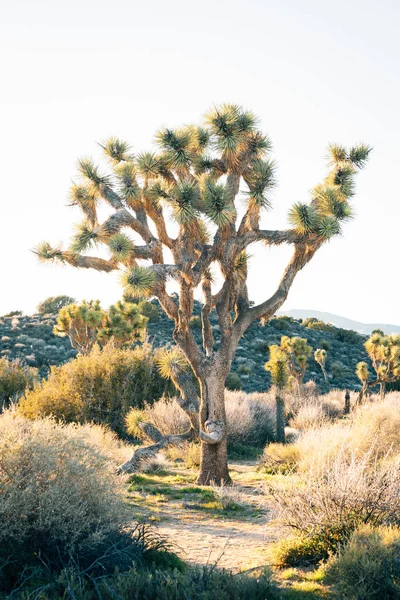 Un arbre Joshua, dans le parc national Joshua Tree, Californie — Photo