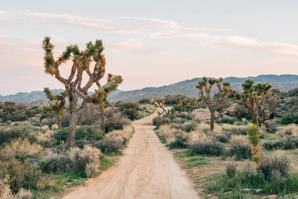 Joshua trees and desert landscape along a dirt road at Pioneerto — Stock Photo, Image