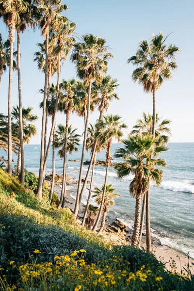 Flowers and palm trees at Heisler Park, in Laguna Beach, Orange — Stock Photo, Image