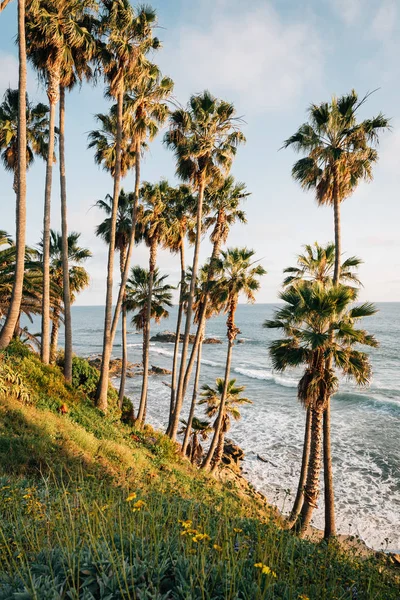Palm trees and the Pacific Ocean at Heisler Park, in Laguna Beac — Stock Photo, Image