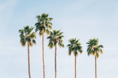 Palmiye ağaçları, Palm Springs, Kaliforniya