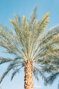 Palmiye ağacı ile ilgili ayrıntılar için Palm Springs, Kaliforniya