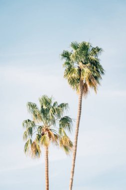 Palmiye ağaçları, Palm Springs, Kaliforniya