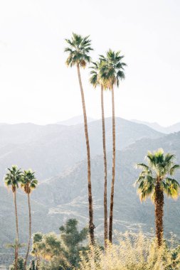 Palmiye ağaçları ve Palm Springs, Kaliforniya dağlarında