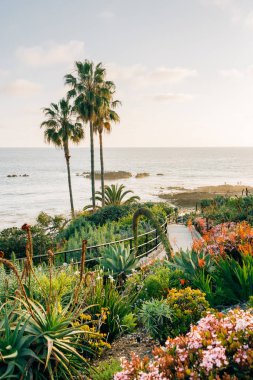 Palmiye ağaçları ve Heisler Park, Laguna Beach, portakal bahçeleri 