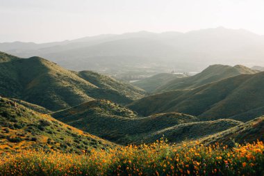 Poppies with view of green hills and mountains at Walker Canyon,