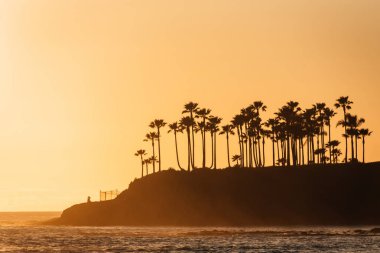 Gün batımında, palmiye ağaçlarında Laguna Beach, Orange County, Kaliforniya