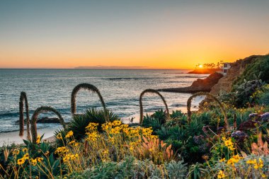 Flowers and the Pacific Ocean at sunset, at Heisler Park, in Lag clipart
