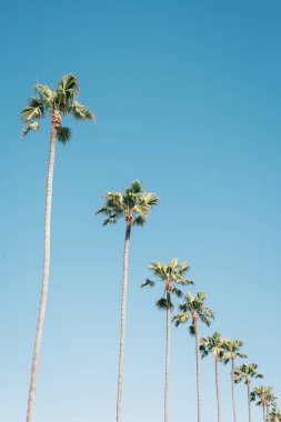 Newport Beach, Orange County, Califo mavi gökyüzünde palmiye ağaçları